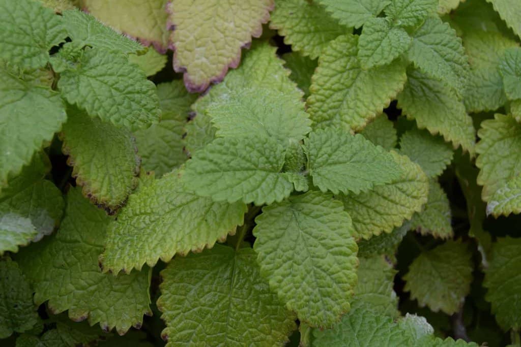 Melissa officinalis <span class="hidden specialOffer"></span> ---